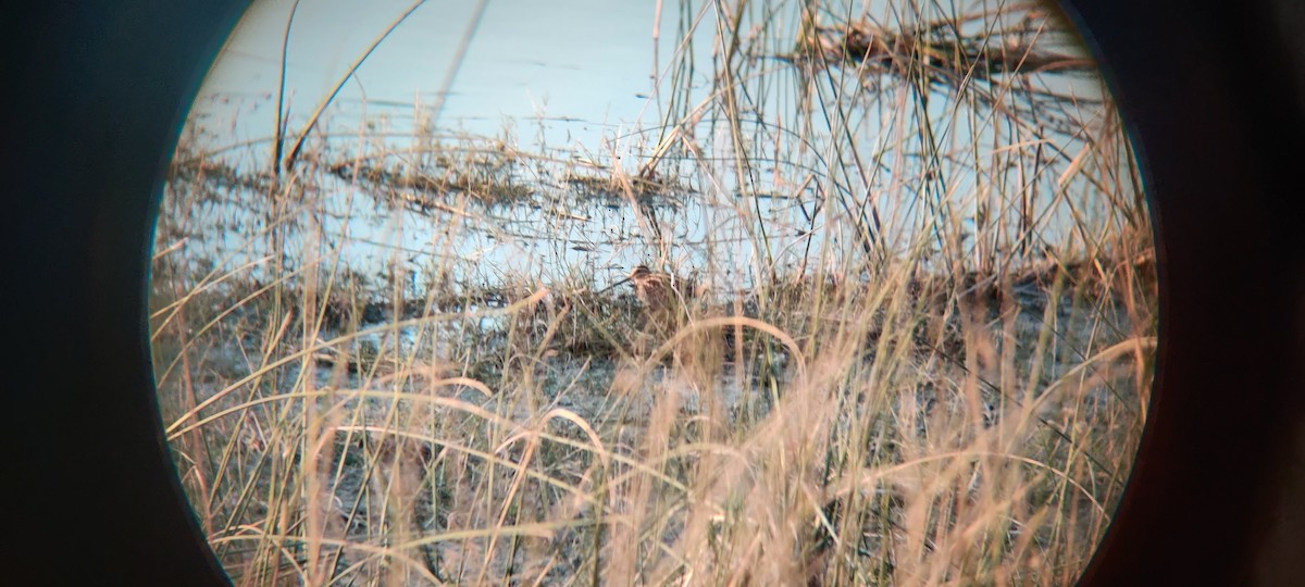 Pin-tailed/Common Snipe - ML529810721