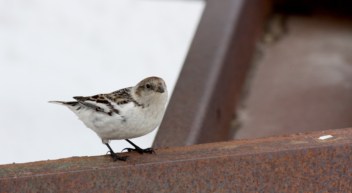 Snow Bunting - Jay McGowan