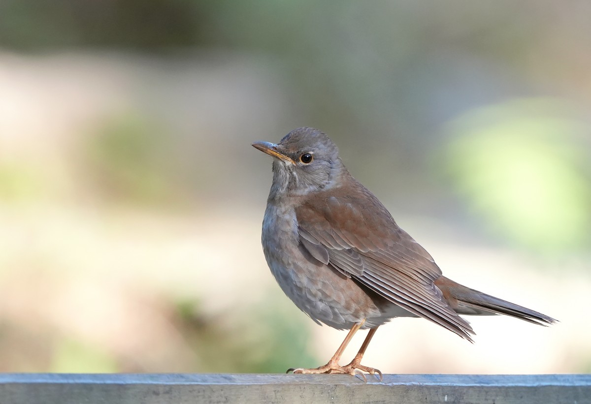 Pale Thrush - ML529810831