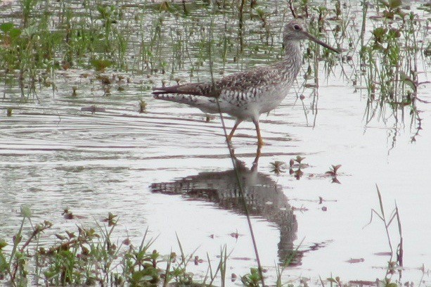 Greater Yellowlegs - ML52981111