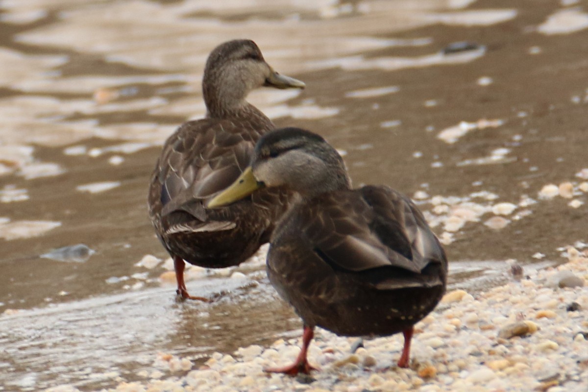 American Black Duck - ML529811511