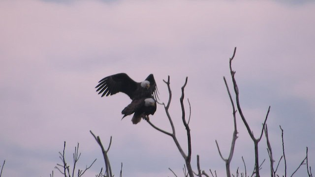 Ak Başlı Kartal - ML529811901