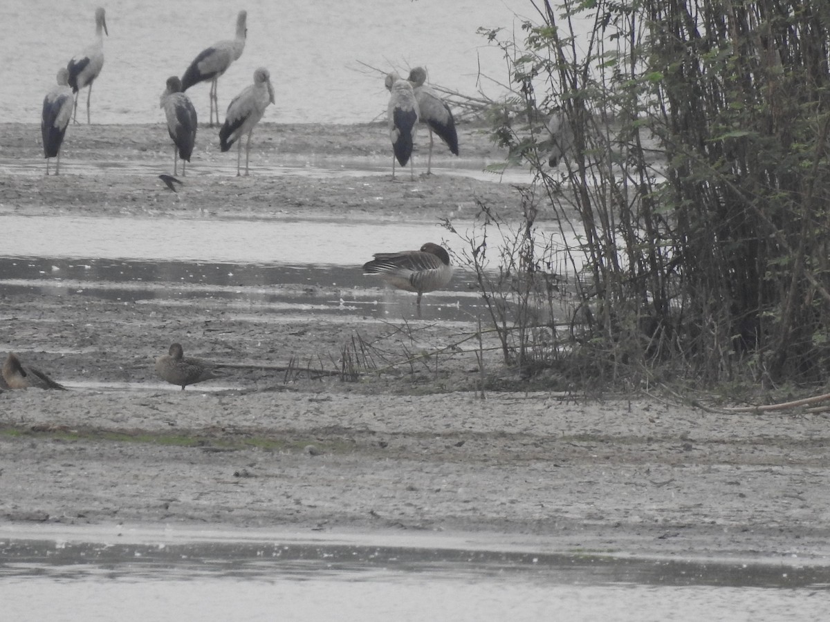 Graylag Goose - ML529812001