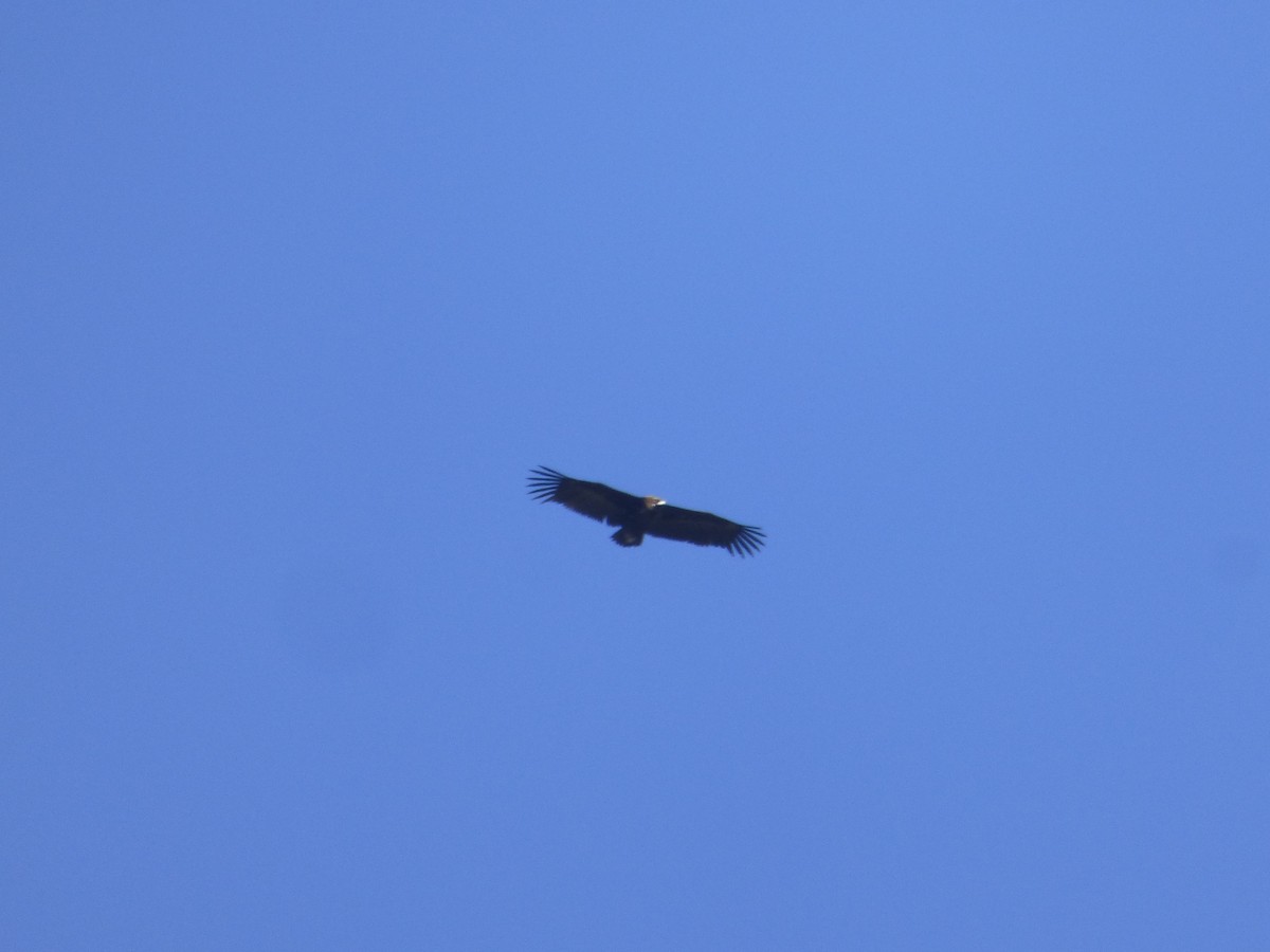 Cinereous Vulture - ML529813331