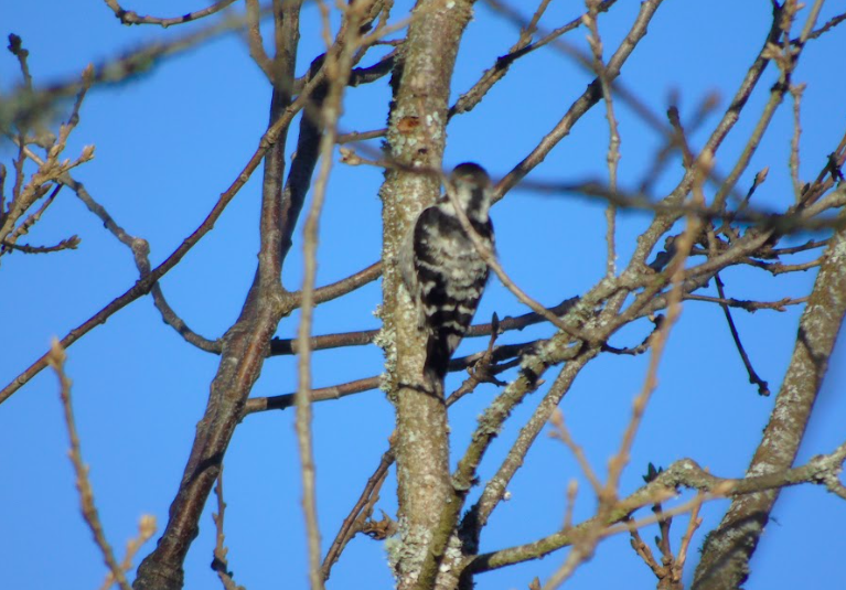 Lesser Spotted Woodpecker - ML529814891