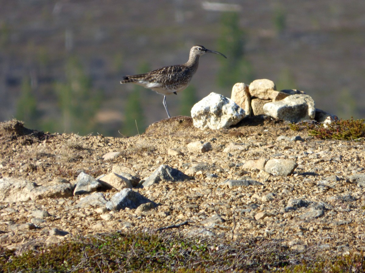 Whimbrel - ML529817191