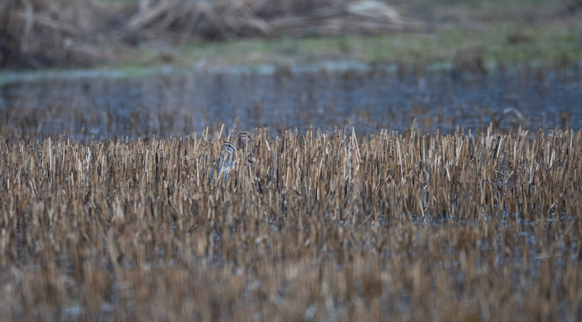 Common Snipe - ML529818331