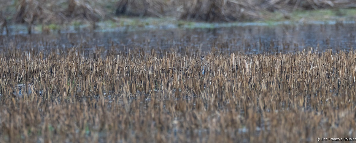 Common Snipe - ML529818341