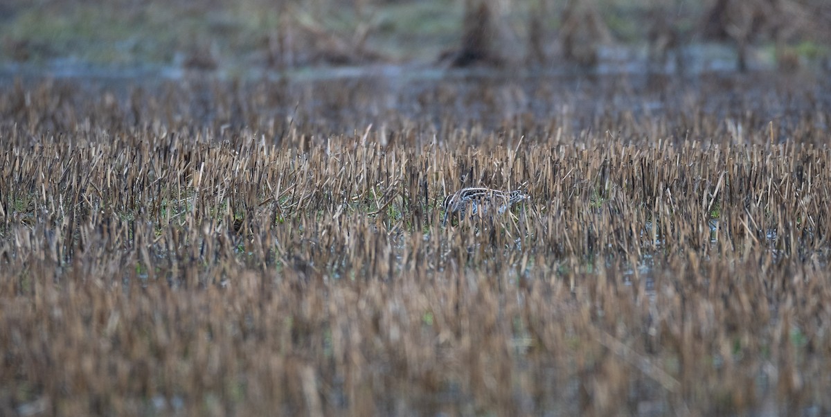 Common Snipe - ML529818371