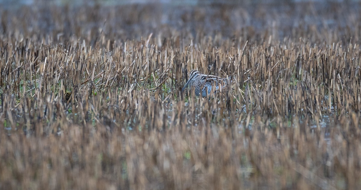 Common Snipe - ML529818381