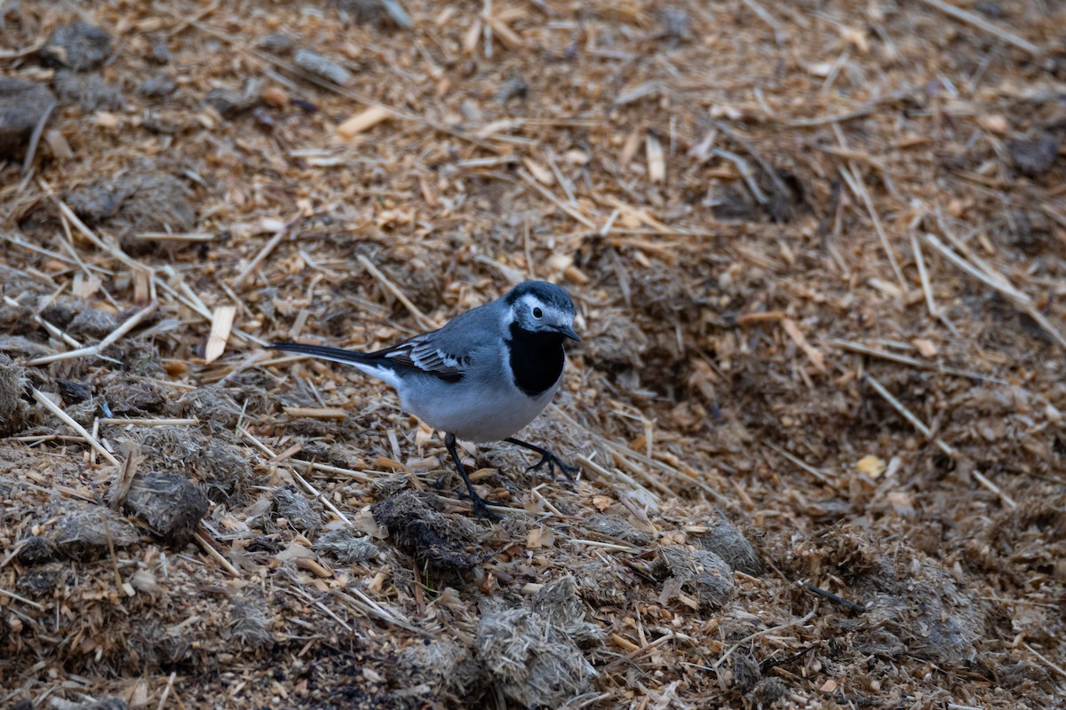 White Wagtail - ML529818581