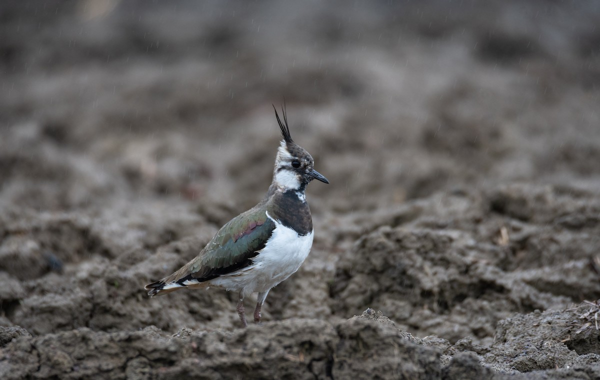 Northern Lapwing - Eric Francois Roualet