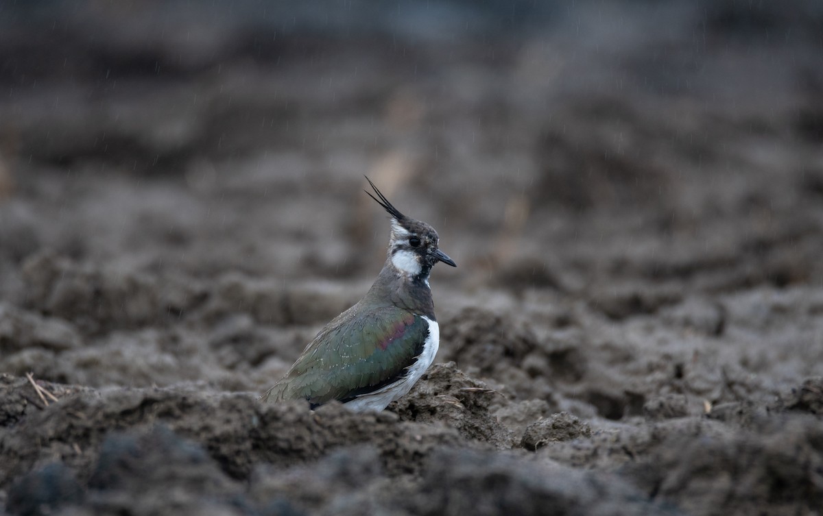 Northern Lapwing - Eric Francois Roualet