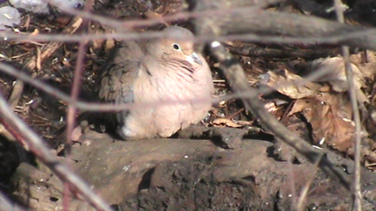 Mourning Dove - Rachel Sivanathan