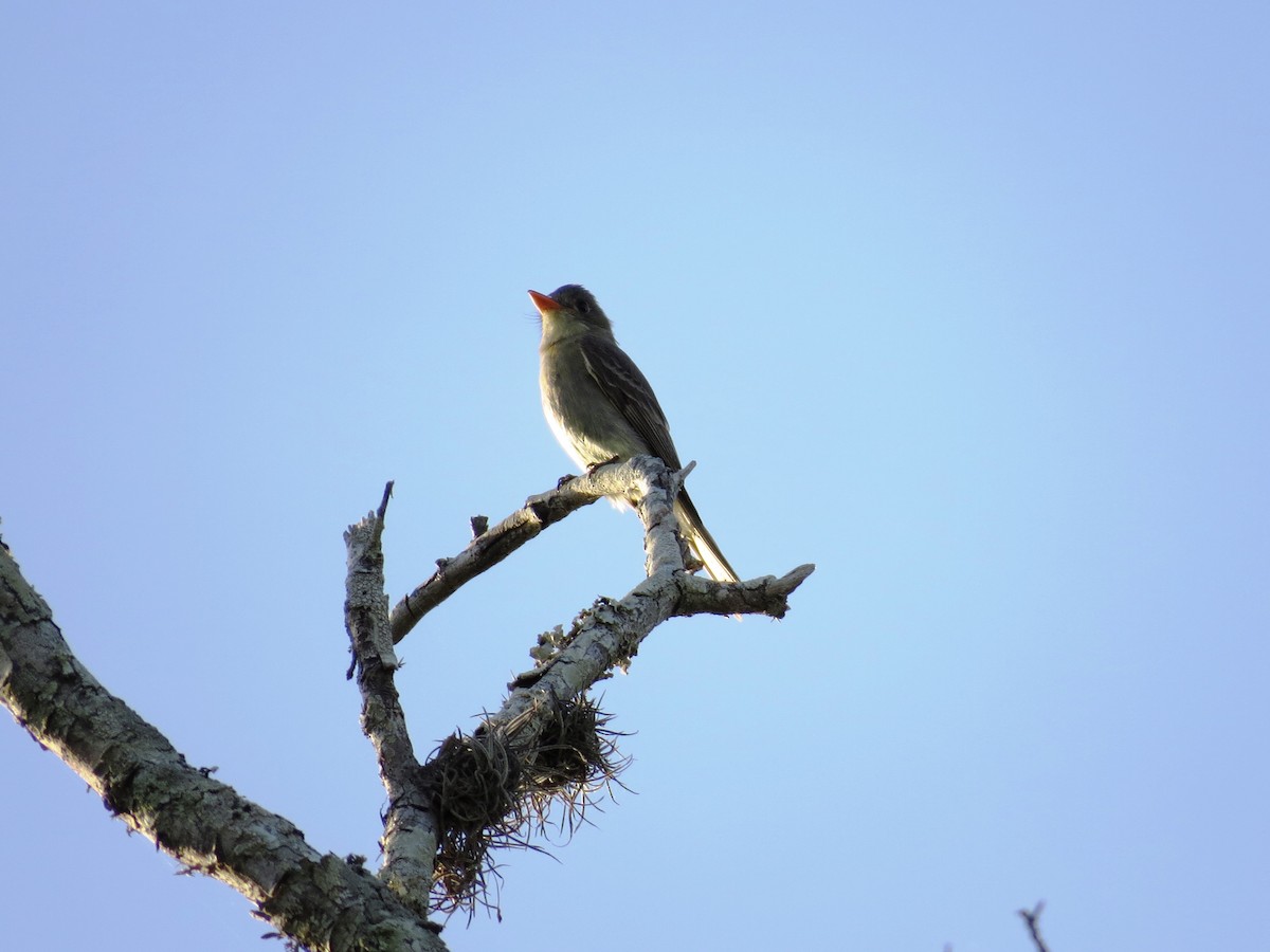 Greater Pewee - ML529820961