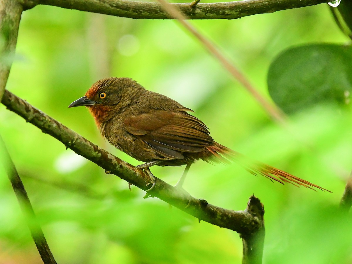 Orange-eyed Thornbird - Xueping & Stephan Popp