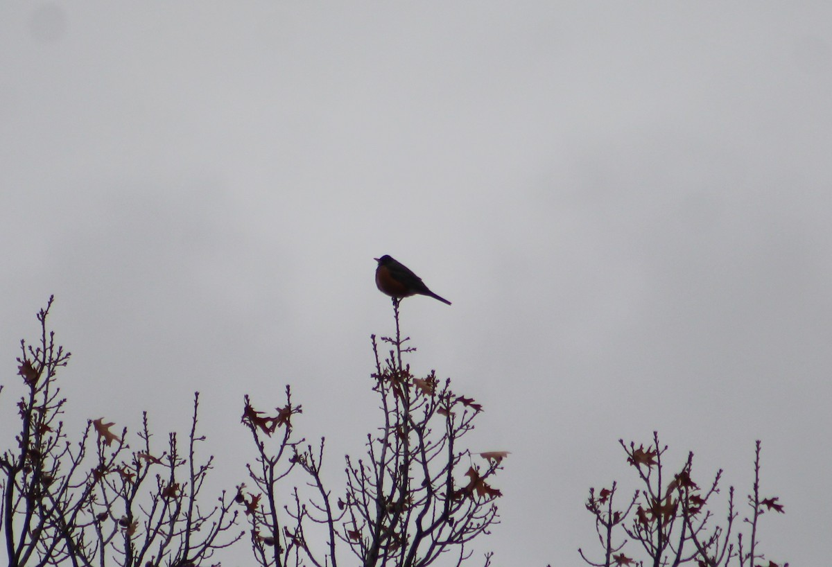 American Robin - ML529821551