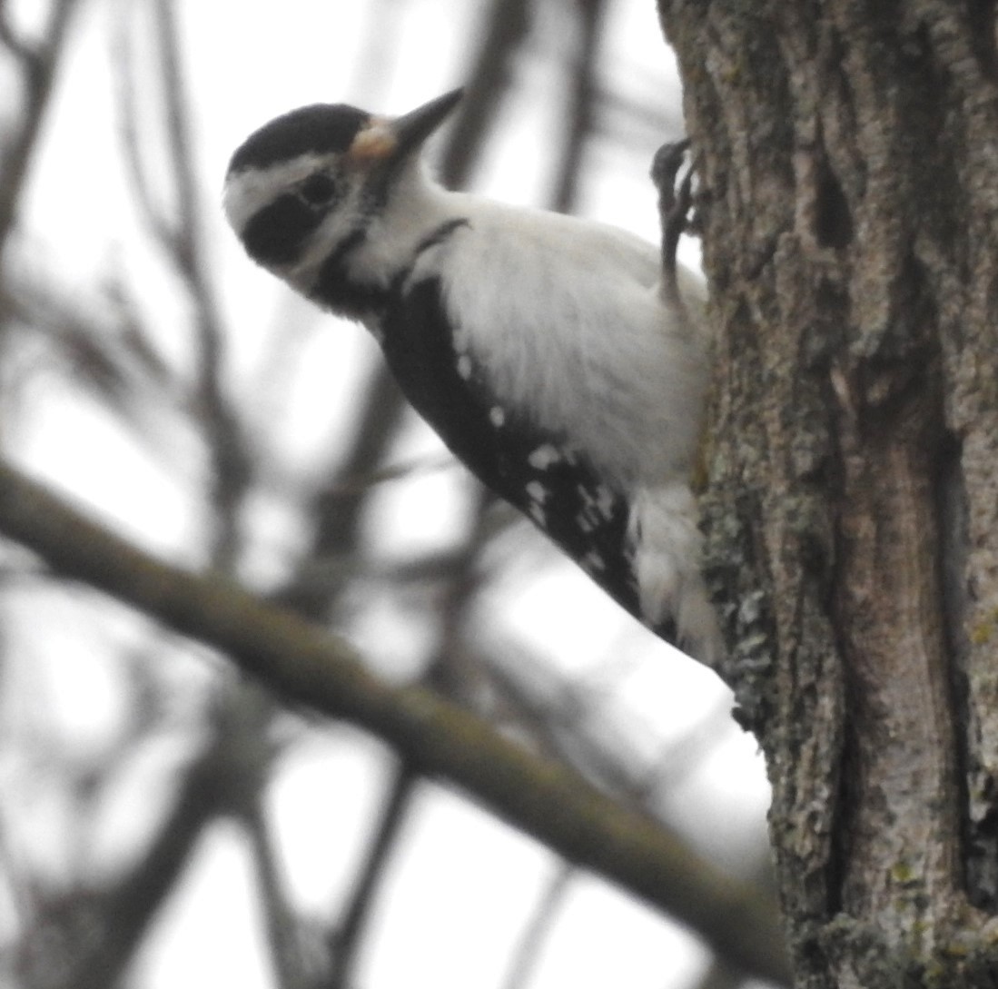 Hairy Woodpecker - ML529822161