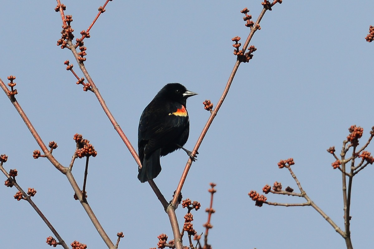 Red-winged Blackbird - ML52982301