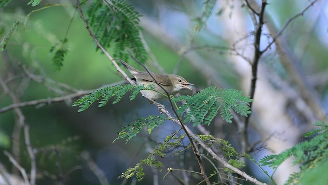 Blyth's Reed Warbler - ML529823721