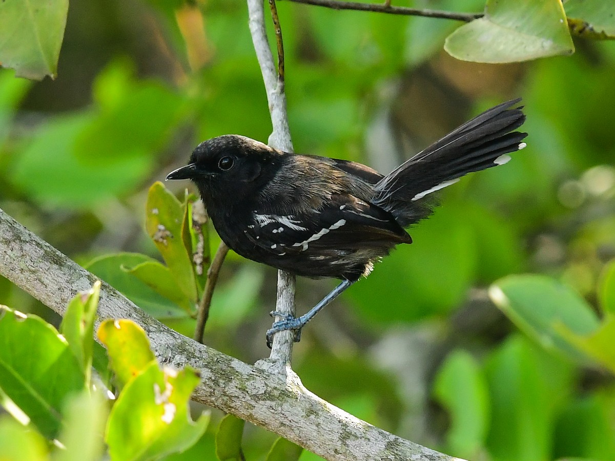 Hormiguerito Serrano (littoralis) - ML529824011