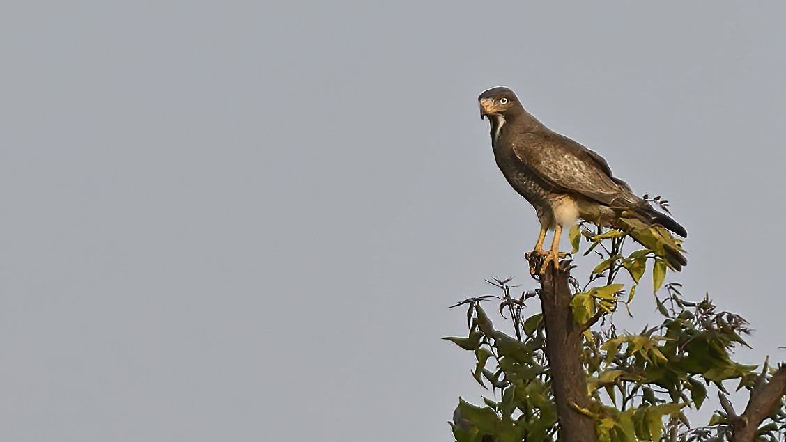 White-eyed Buzzard - ML529824051