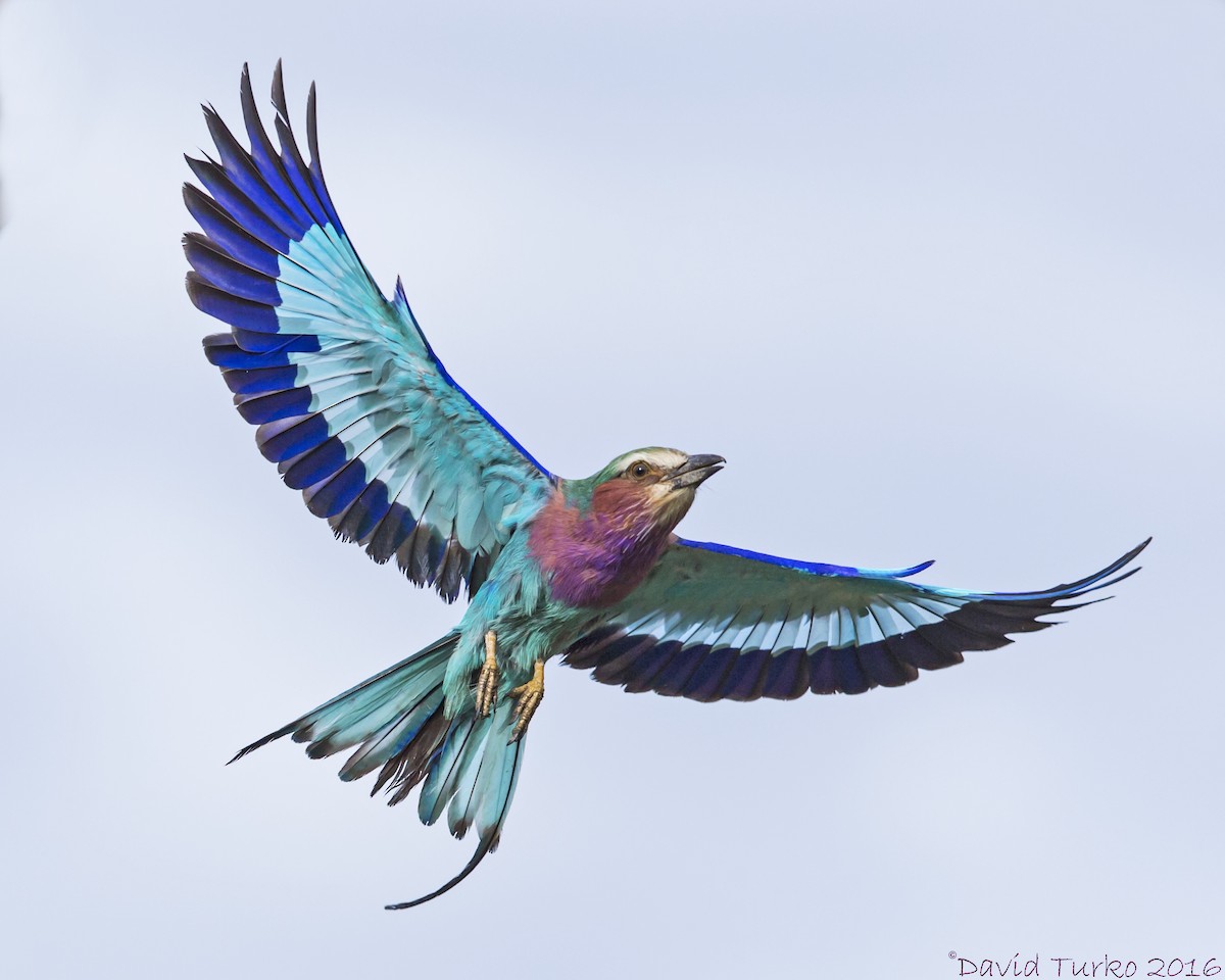 Lilac-breasted Roller - ML52982471