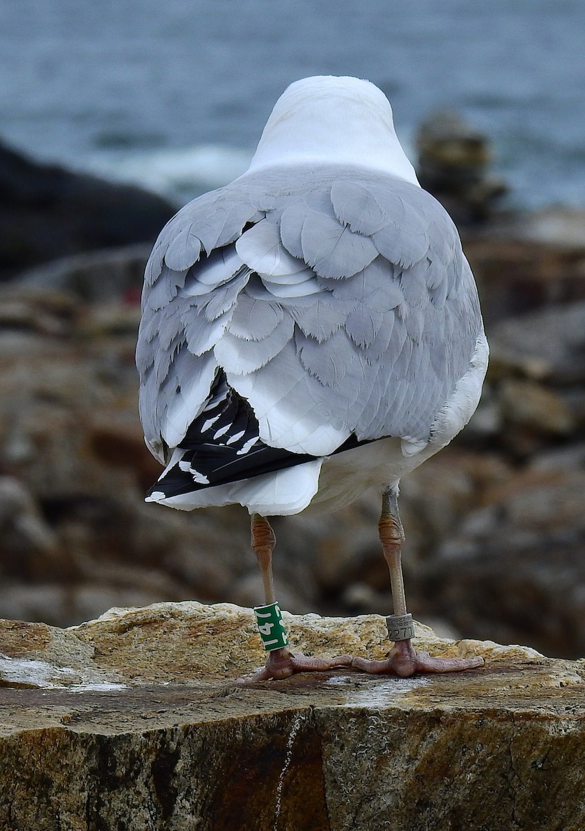 Herring Gull - alan murray