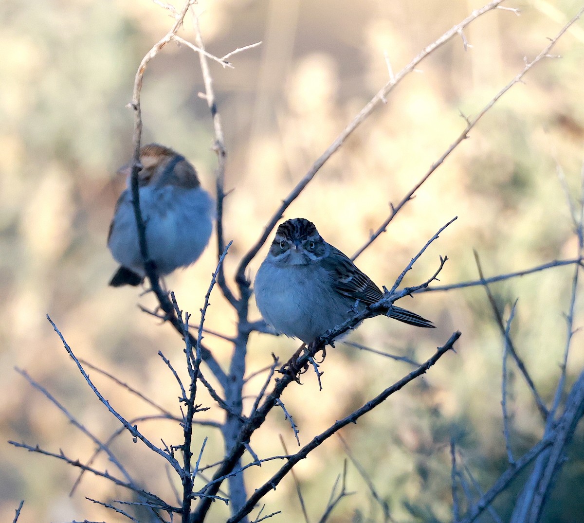 Brewer's Sparrow - Mandy Talpas -Hawaii Bird Tours