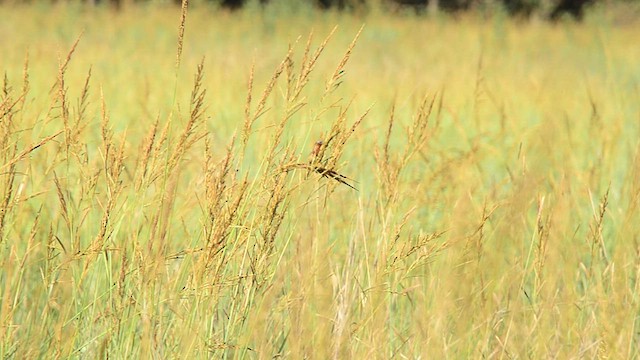 Chestnut Seedeater - ML529825761