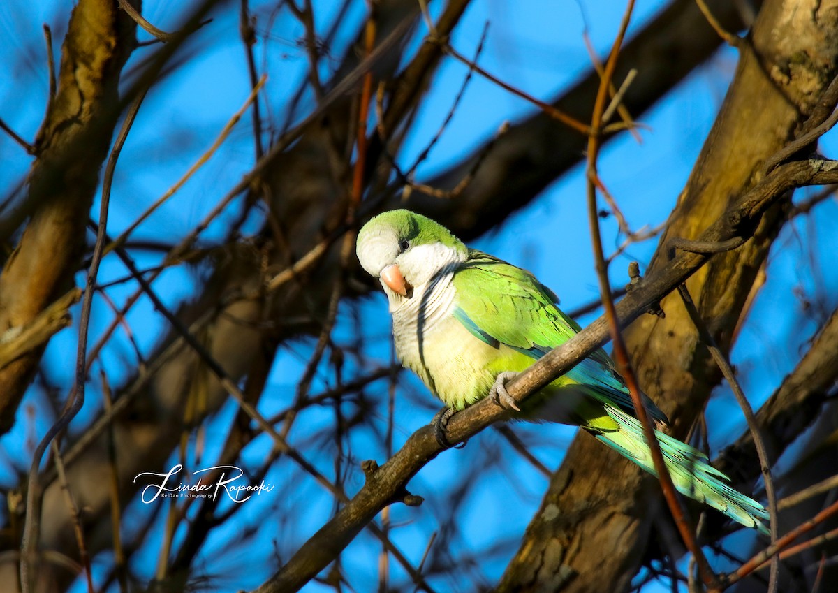 Monk Parakeet - ML529825771