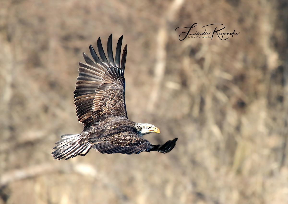 Bald Eagle - ML529825851