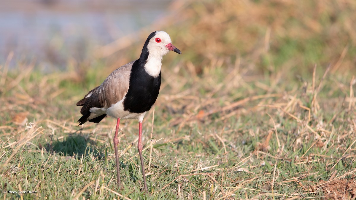 Vanneau à ailes blanches - ML529826311