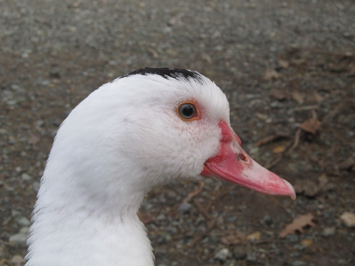 Muscovy Duck (Domestic type) - Greg Froude ⛏️