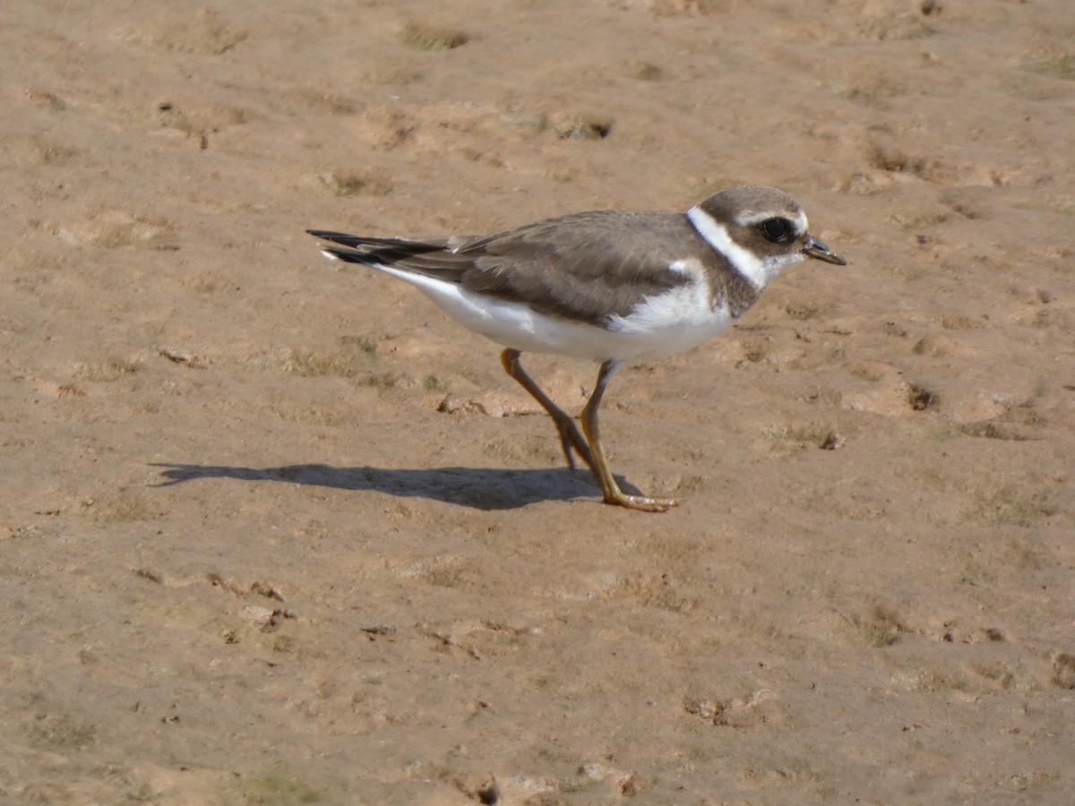 Common Ringed Plover - ML529828541