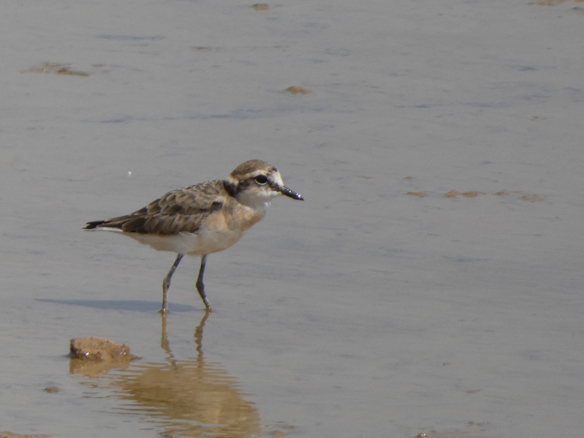 Kittlitz's Plover - ML529828611