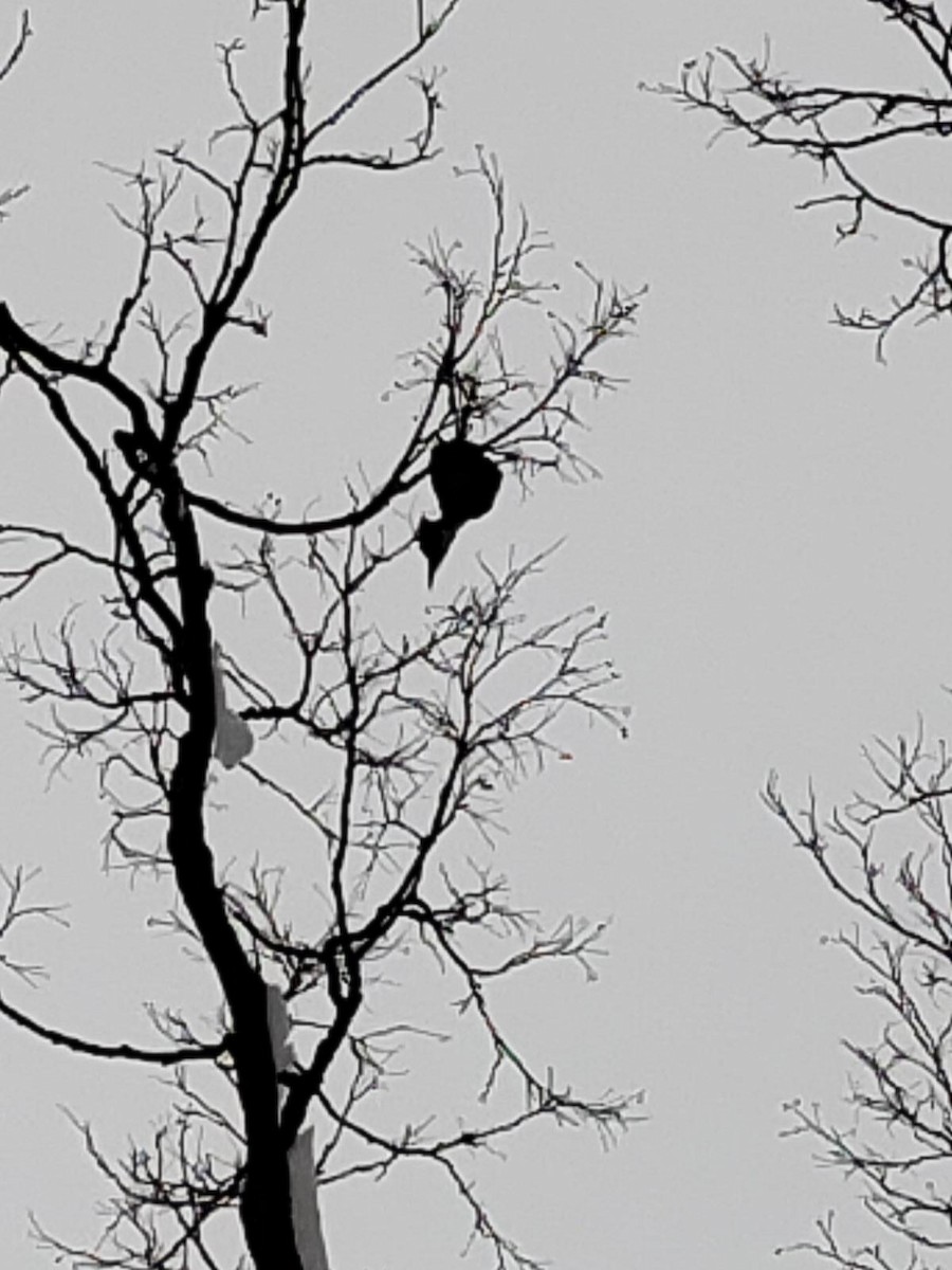 Pileated Woodpecker - ML529828731