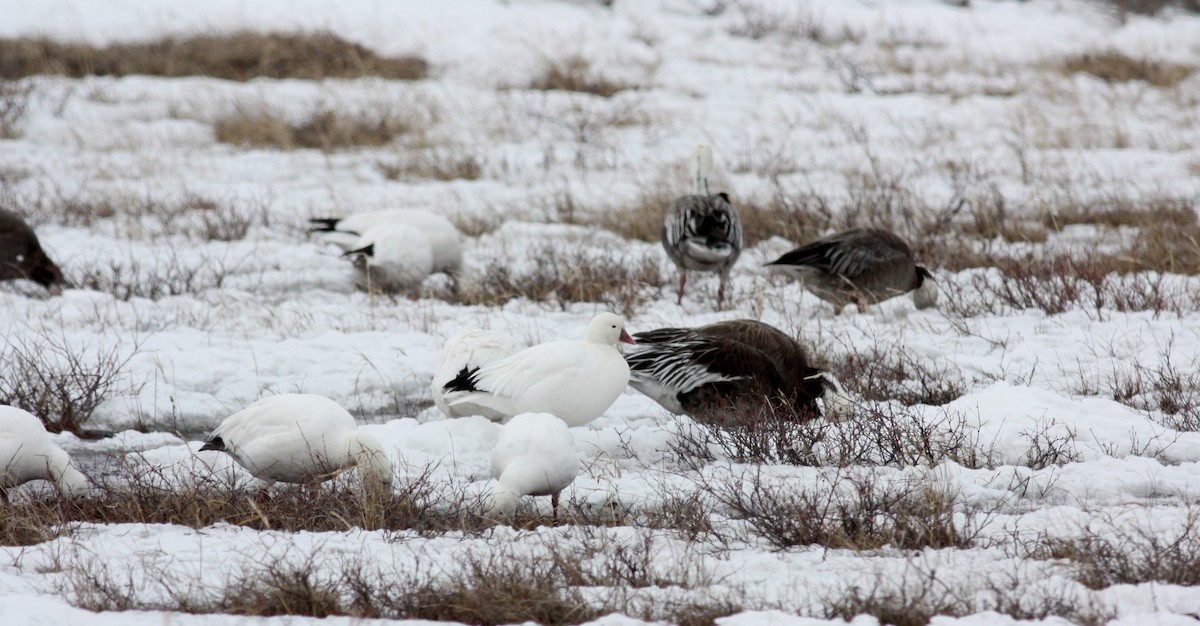 Ross's Goose - ML52982901