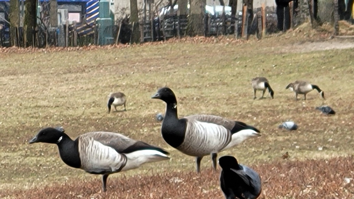 Brant (Atlantic) - ML529831151