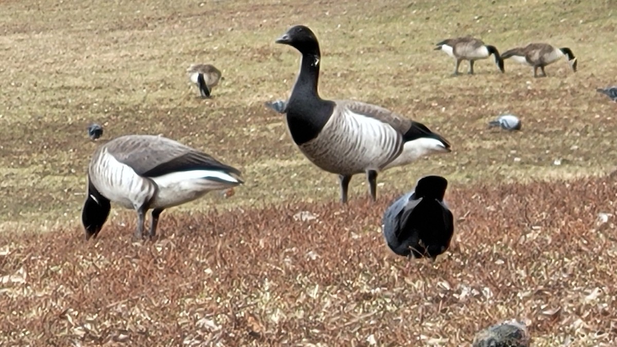 Brant (Atlantic) - ML529831161