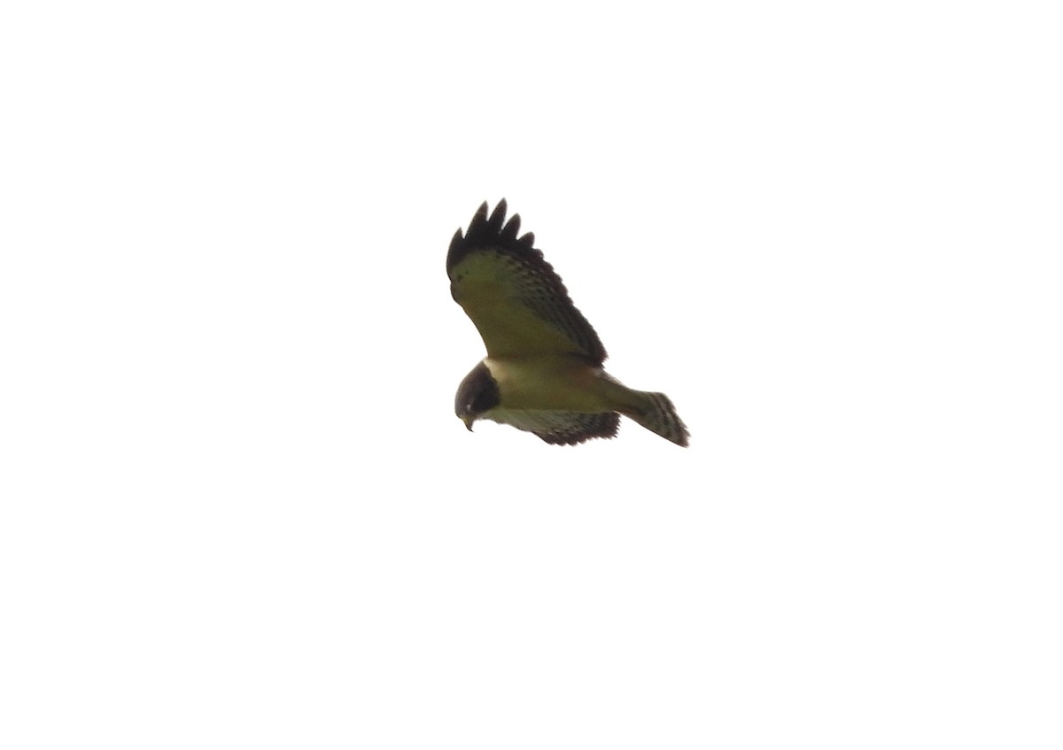 Short-tailed Hawk - ML529831751