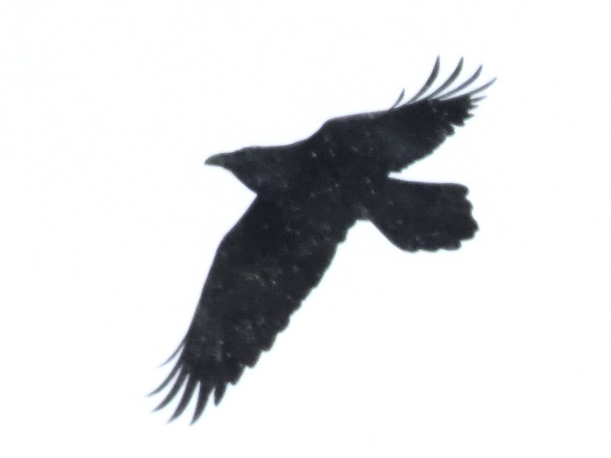 Common Raven - ML529833441