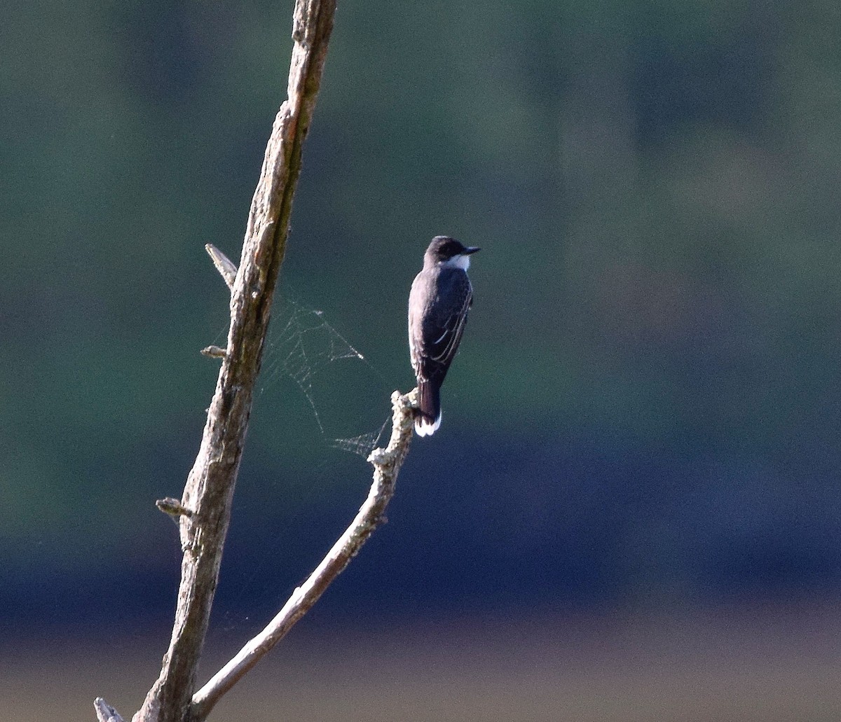 Eastern Kingbird - ML52983361