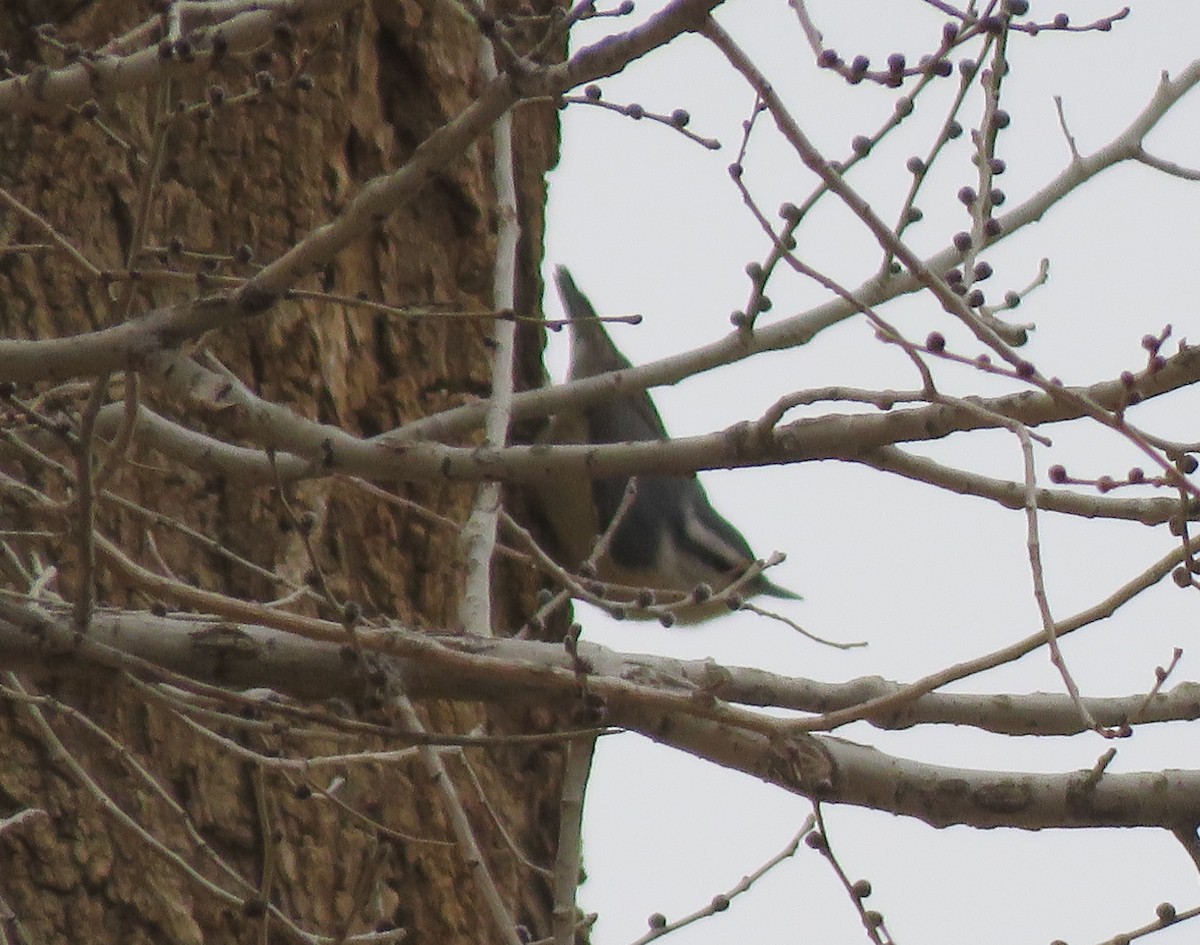 Red-breasted Nuthatch - ML529833801