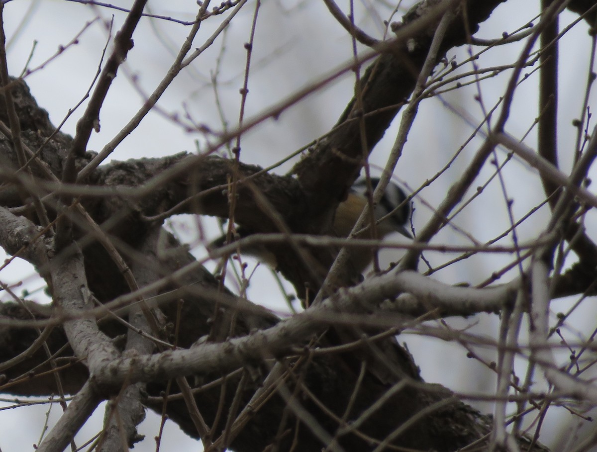 Red-breasted Nuthatch - ML529833811