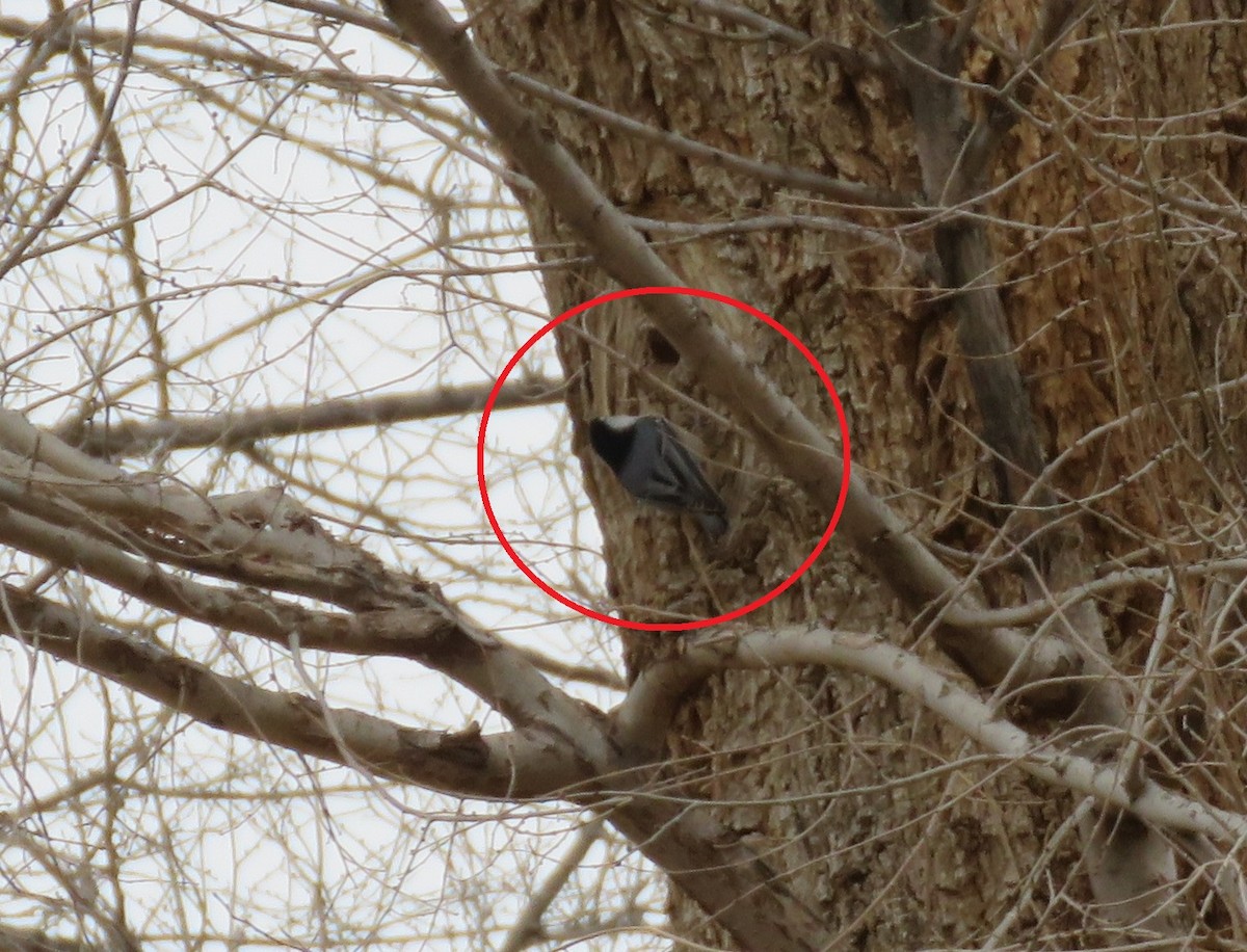 White-breasted Nuthatch - ML529833871