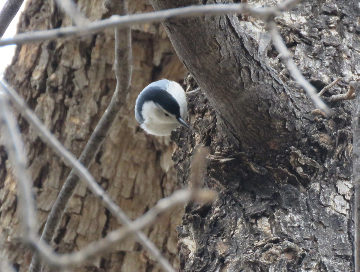 White-breasted Nuthatch - ML529833881
