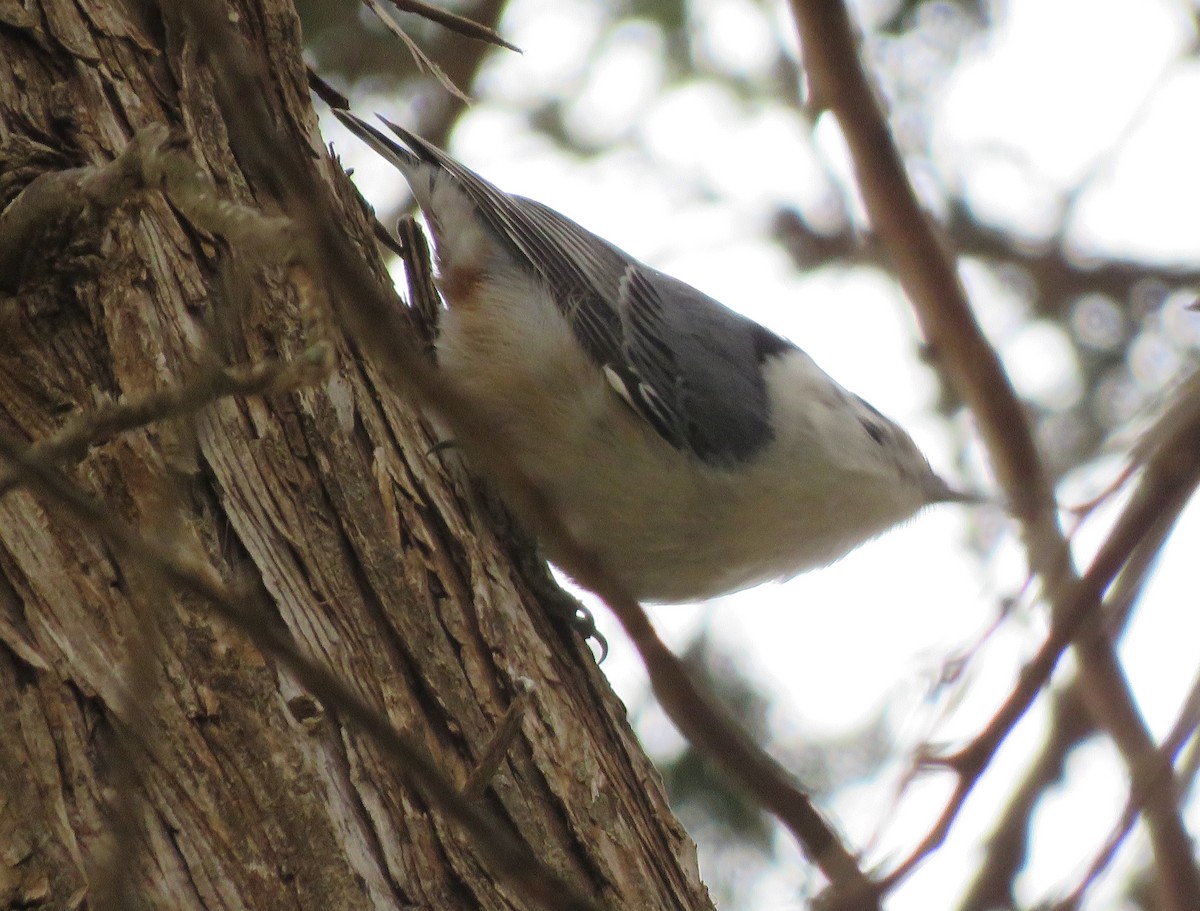 White-breasted Nuthatch - ML529833891