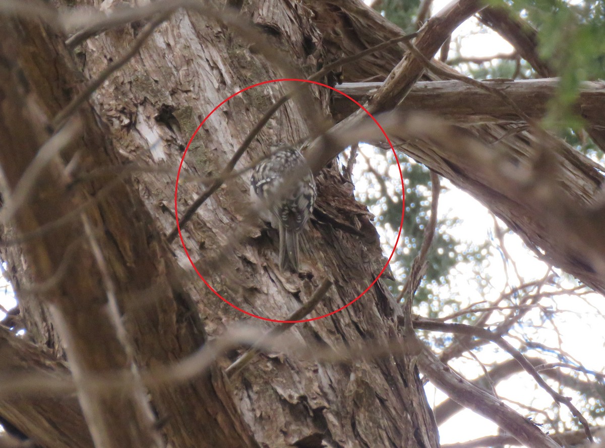 Brown Creeper - ML529833941