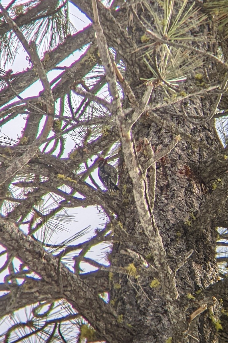 Red-naped Sapsucker - ML529834921